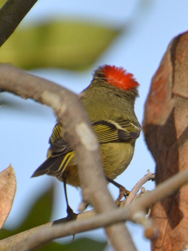 GreenBird.jpg