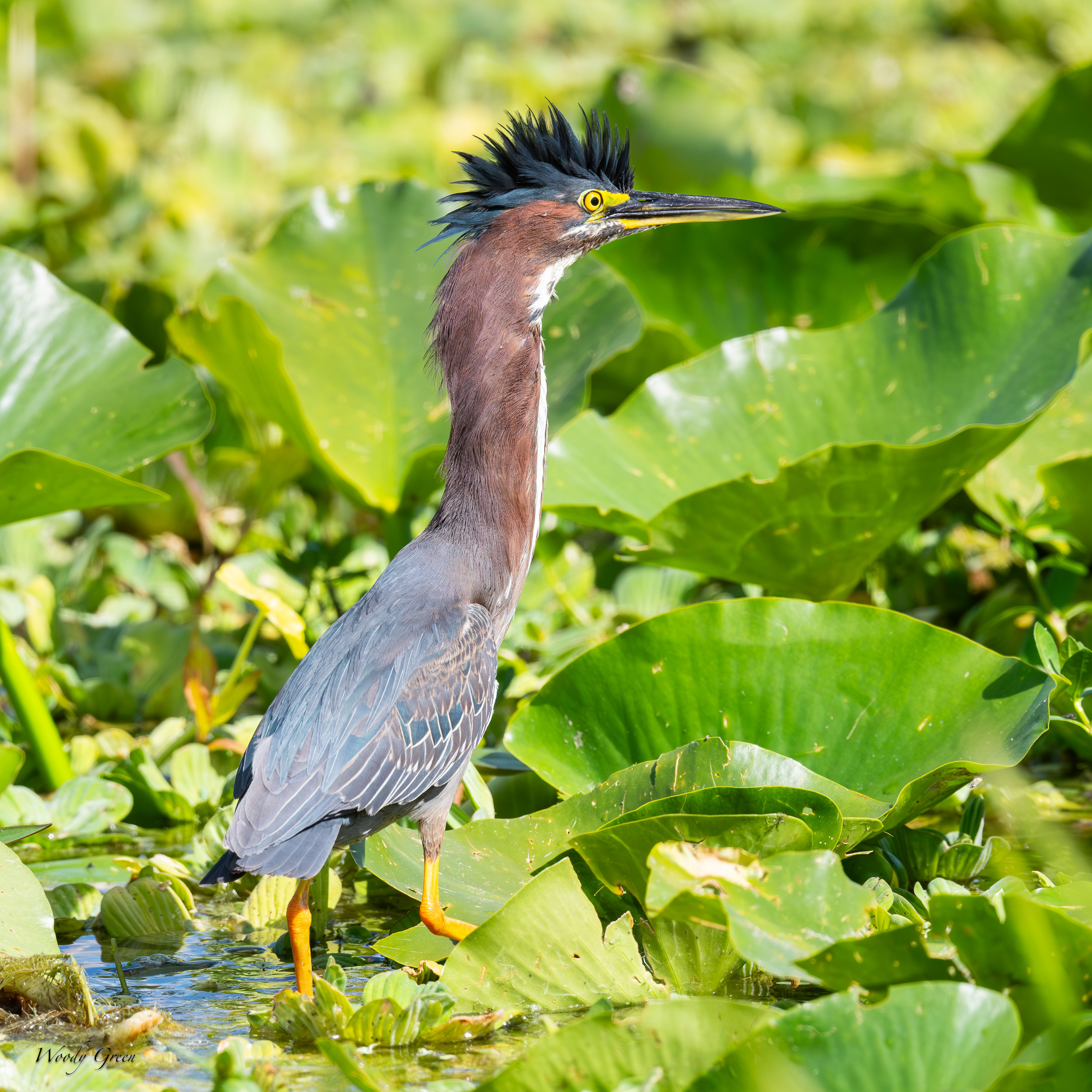 GreenHeron-626.jpg