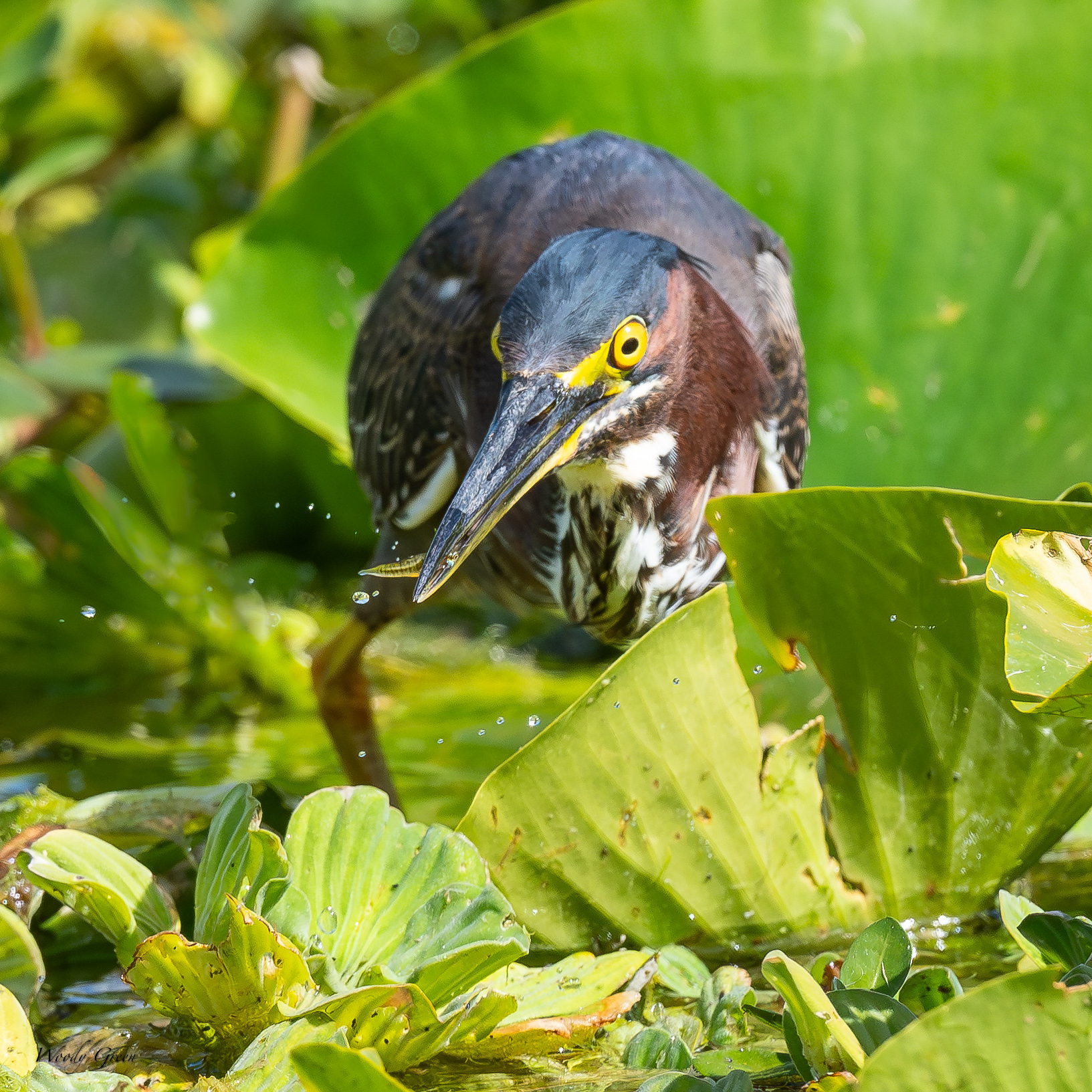 GreenHeron-627.jpg