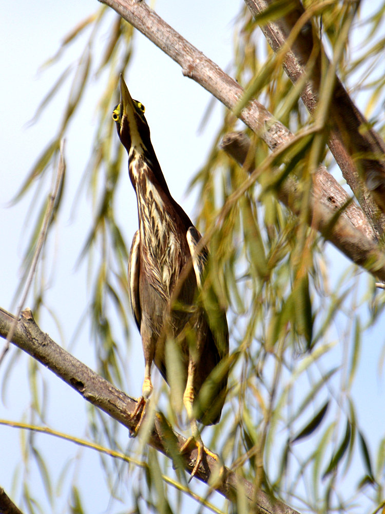GreenHeron.jpg