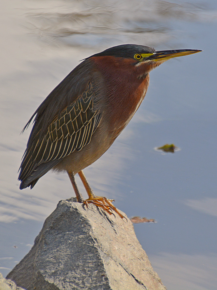GreenHeron.jpg