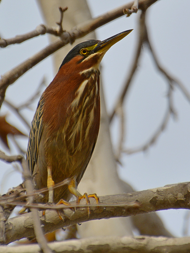 GreenHeron.jpg