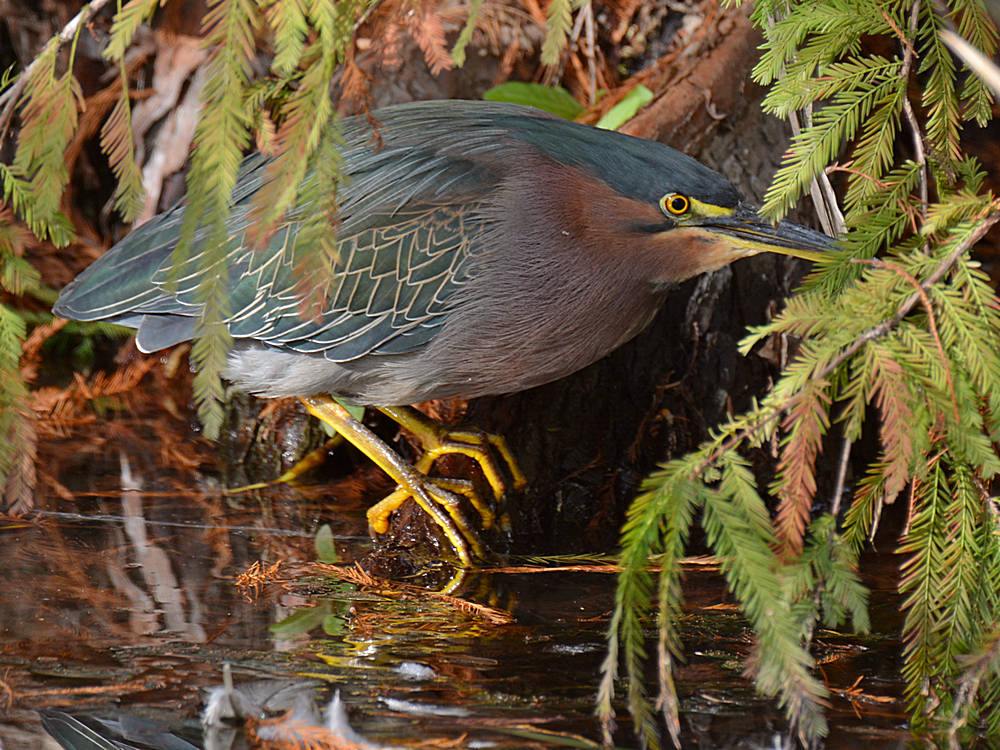 GreenHeron.jpg