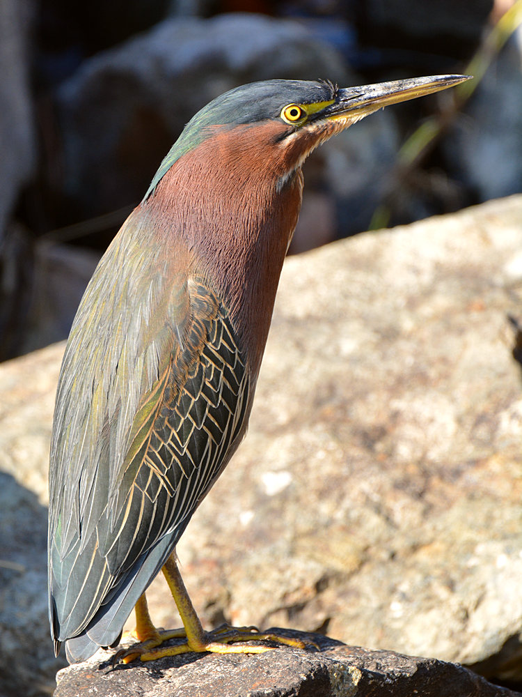GreenHeron.jpg