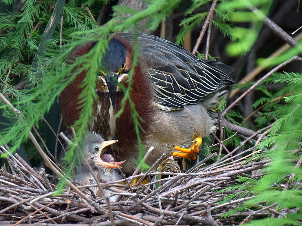 GreenHeron.jpg