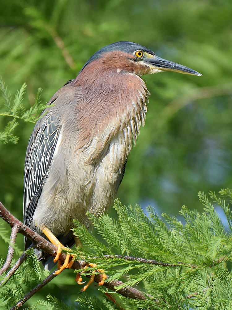 GreenHeron.jpg