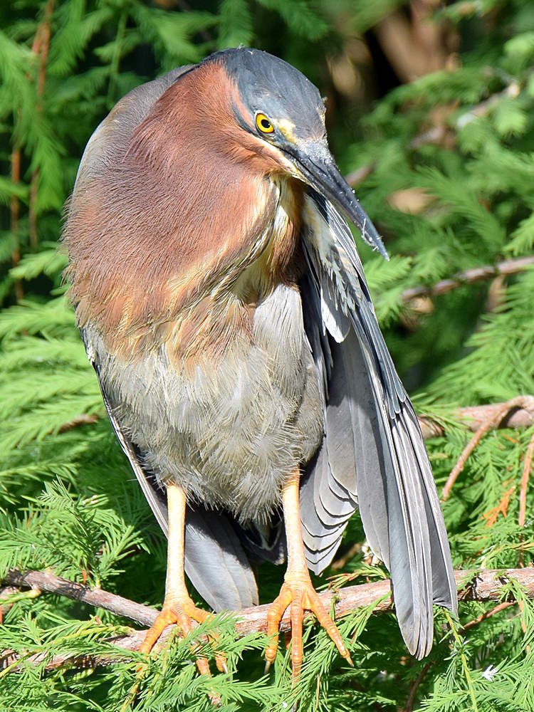 GreenHeron.jpg
