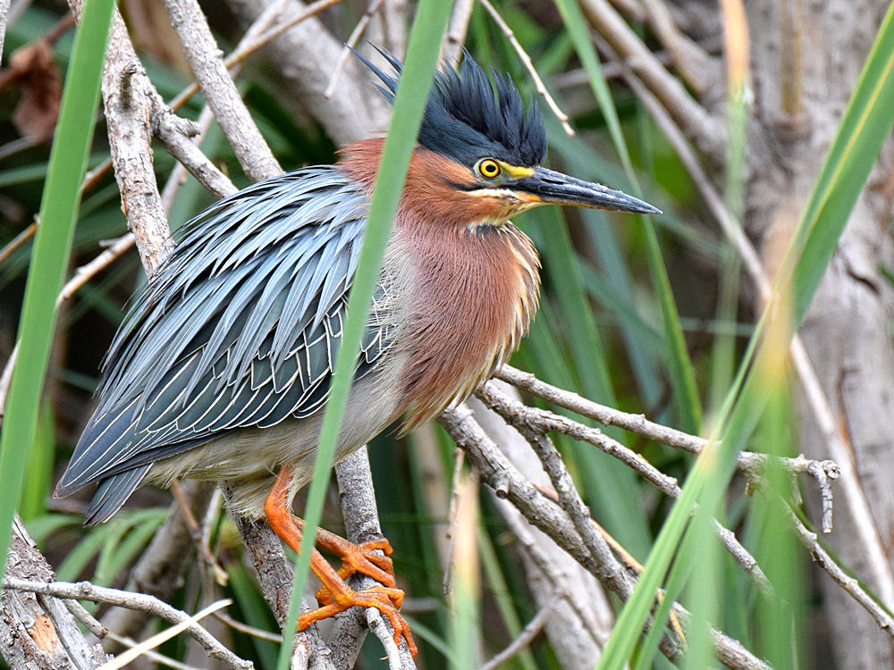 GreenHeron.jpg