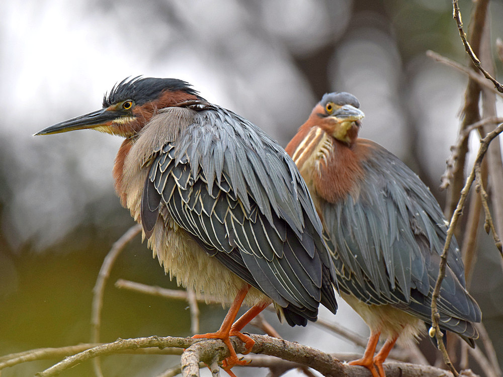 GreenHeron.jpg