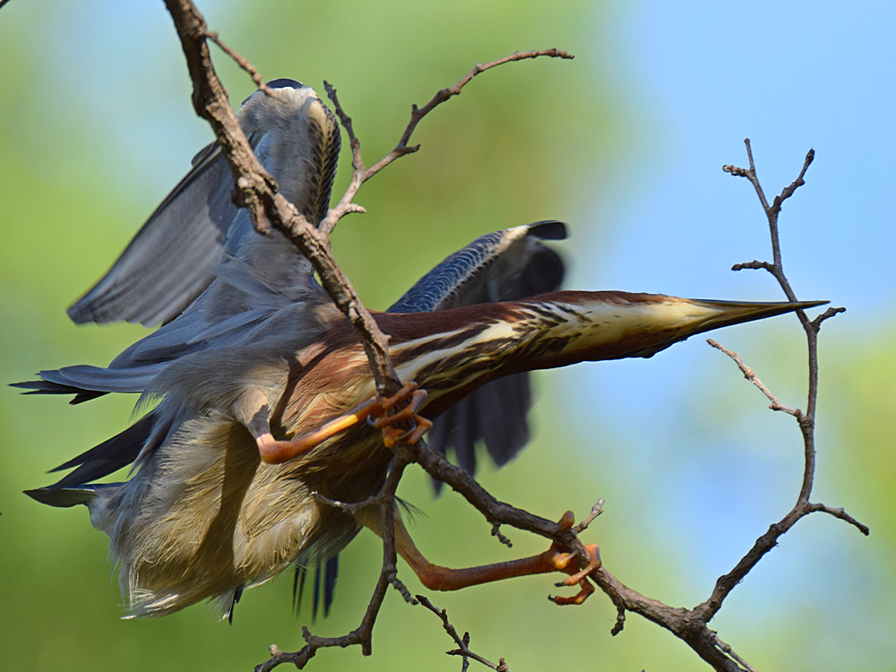 GreenHeron.jpg