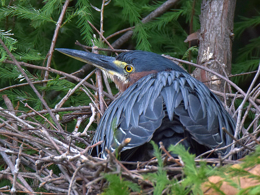 GreenHeron.jpg