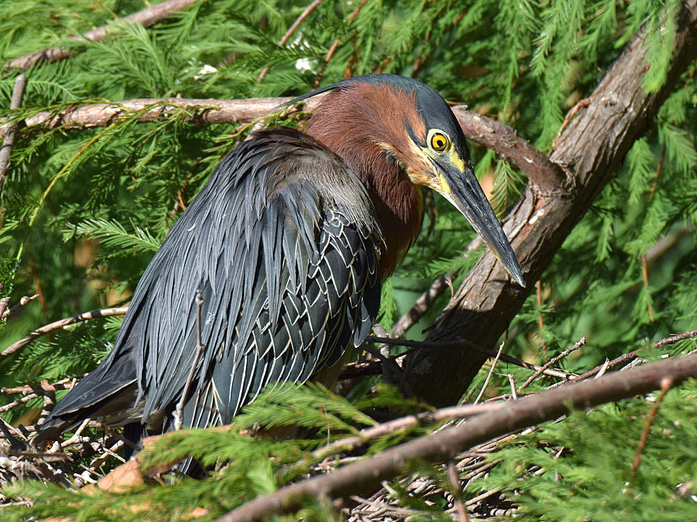 GreenHeron.jpg