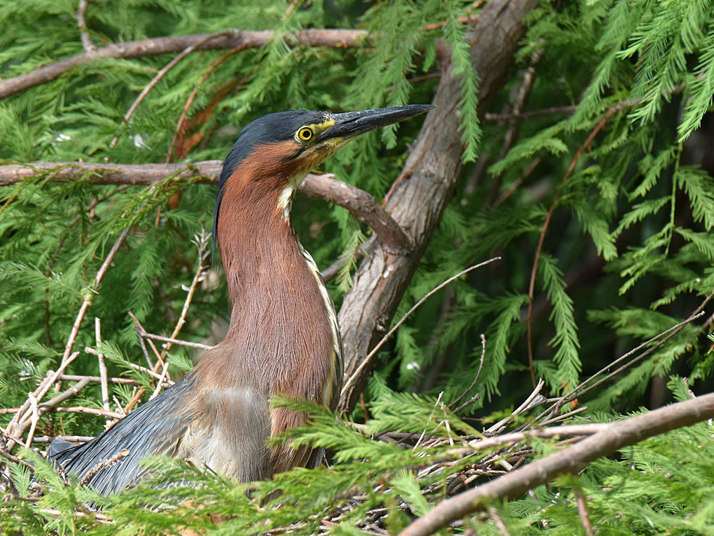 GreenHeron.jpg