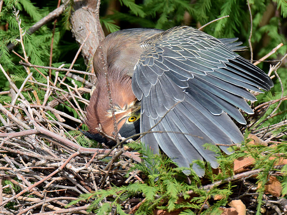 GreenHeron.jpg