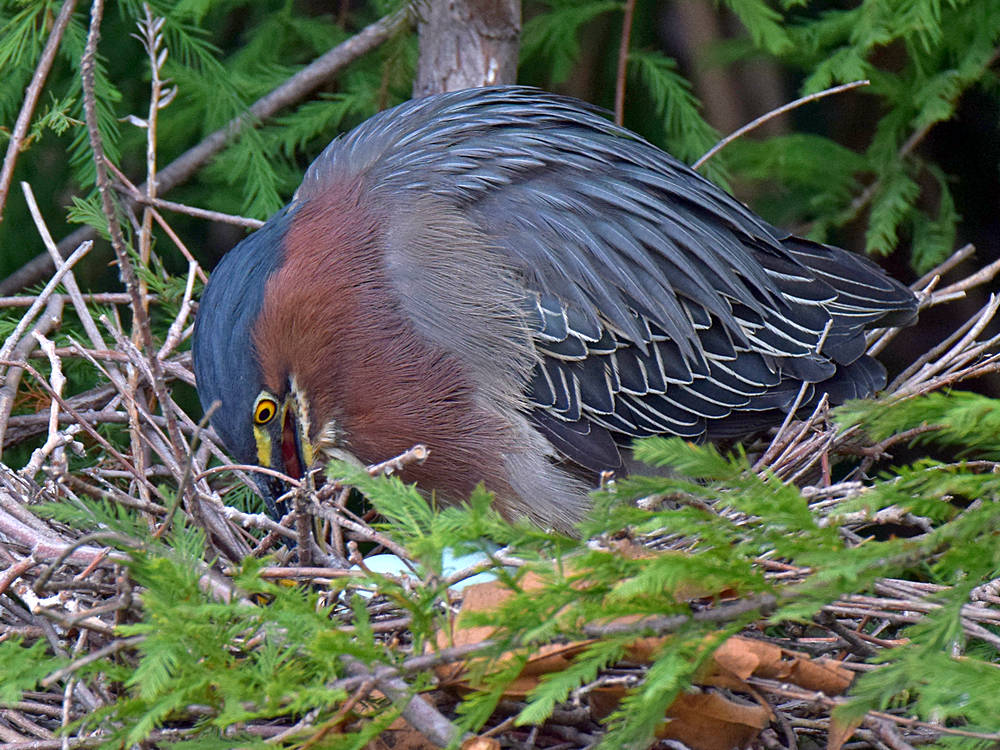 GreenHeron.jpg