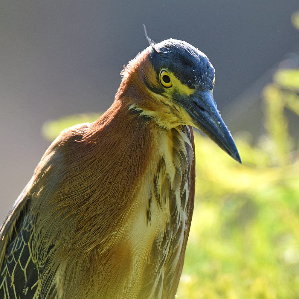 GreenHeron.jpg