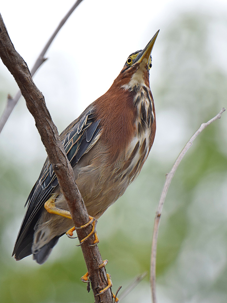 GreenHeron.jpg