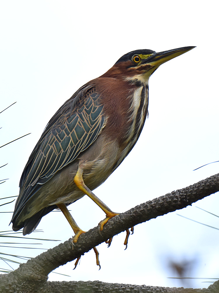 GreenHeron.jpg