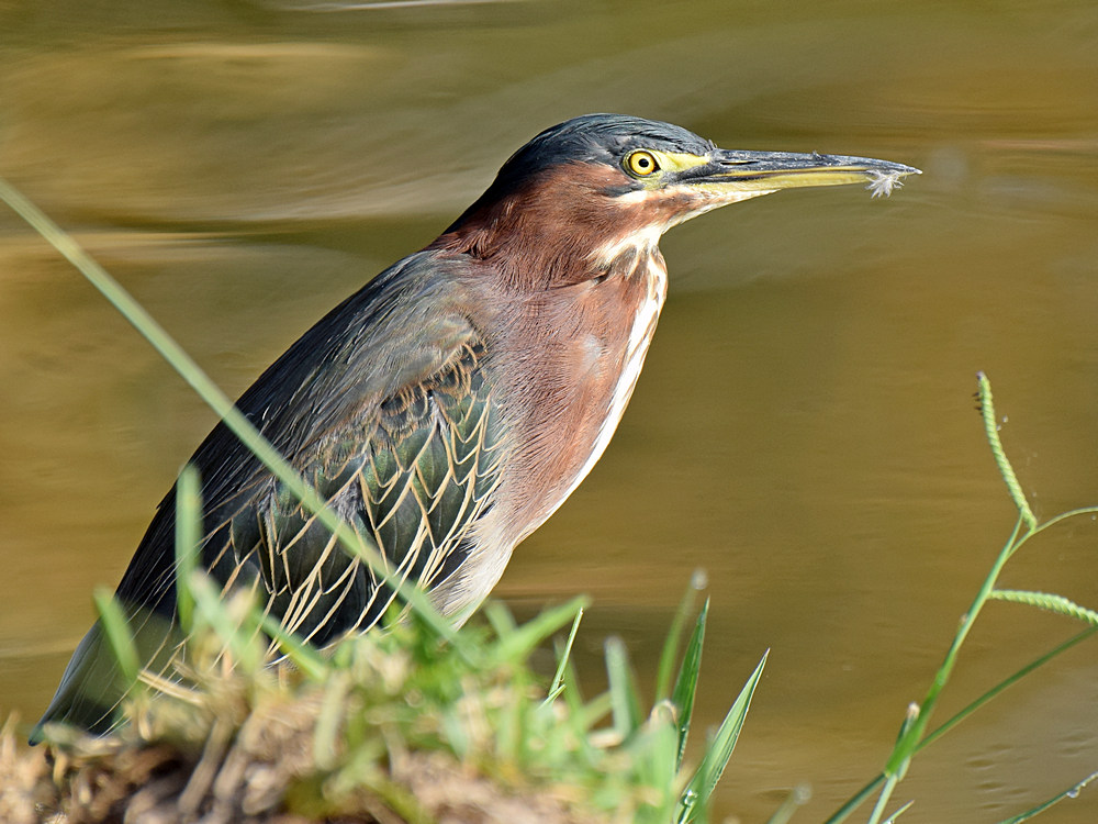 GreenHeron.jpg
