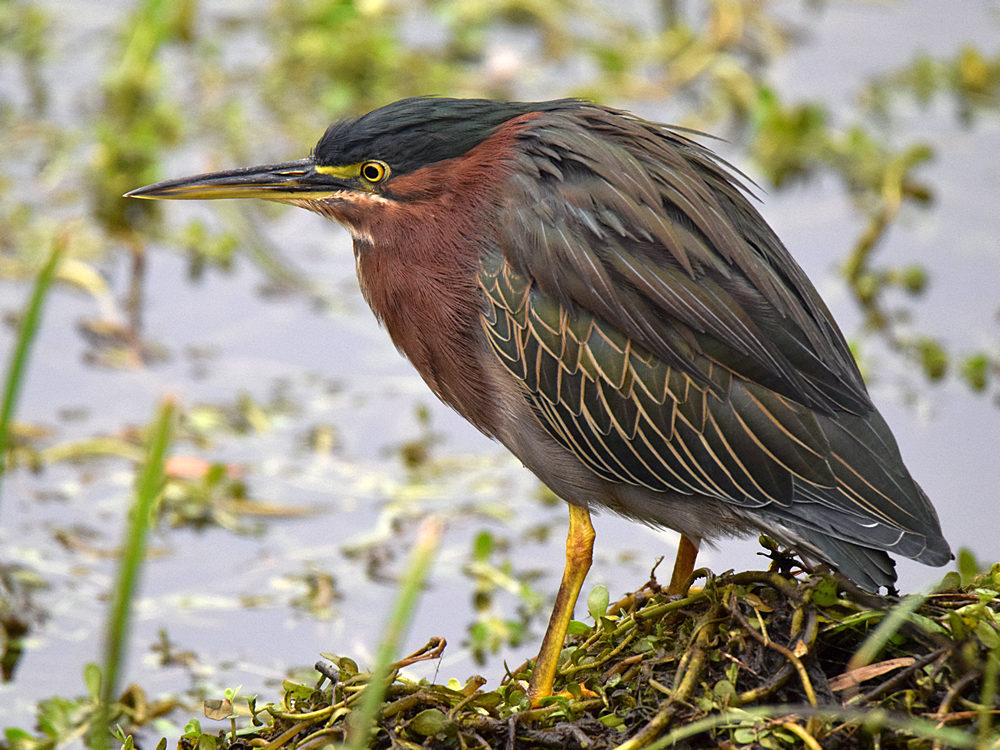 GreenHeron.jpg