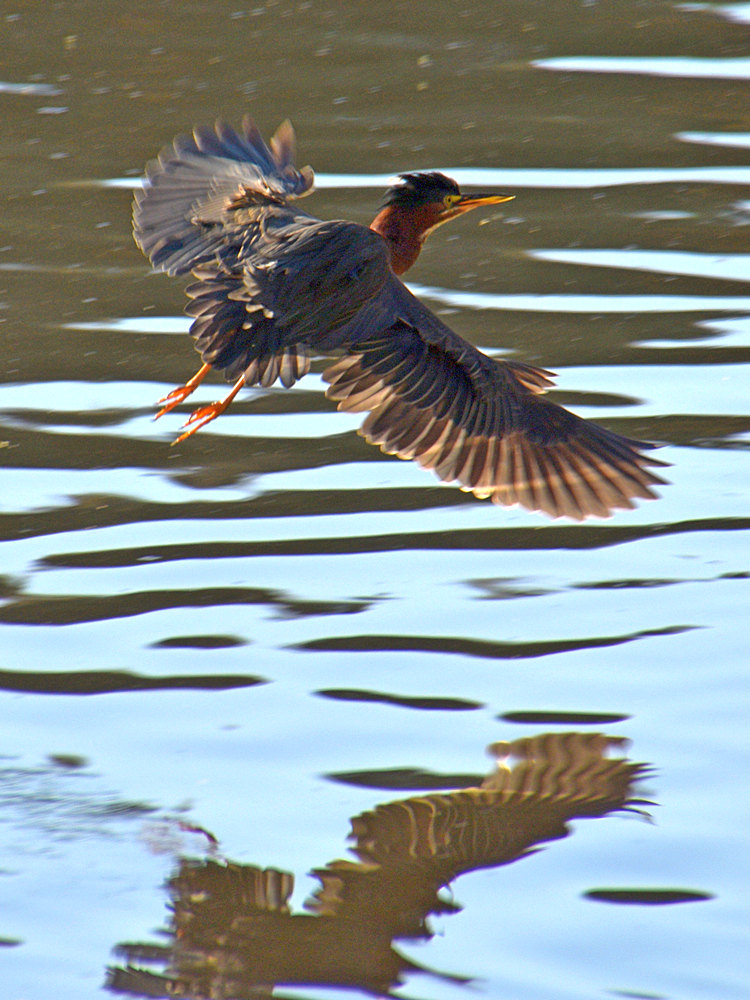 GreenHeron.jpg