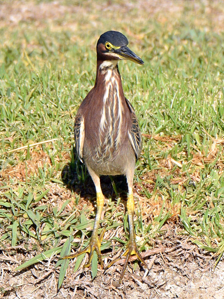 GreenHeron.jpg