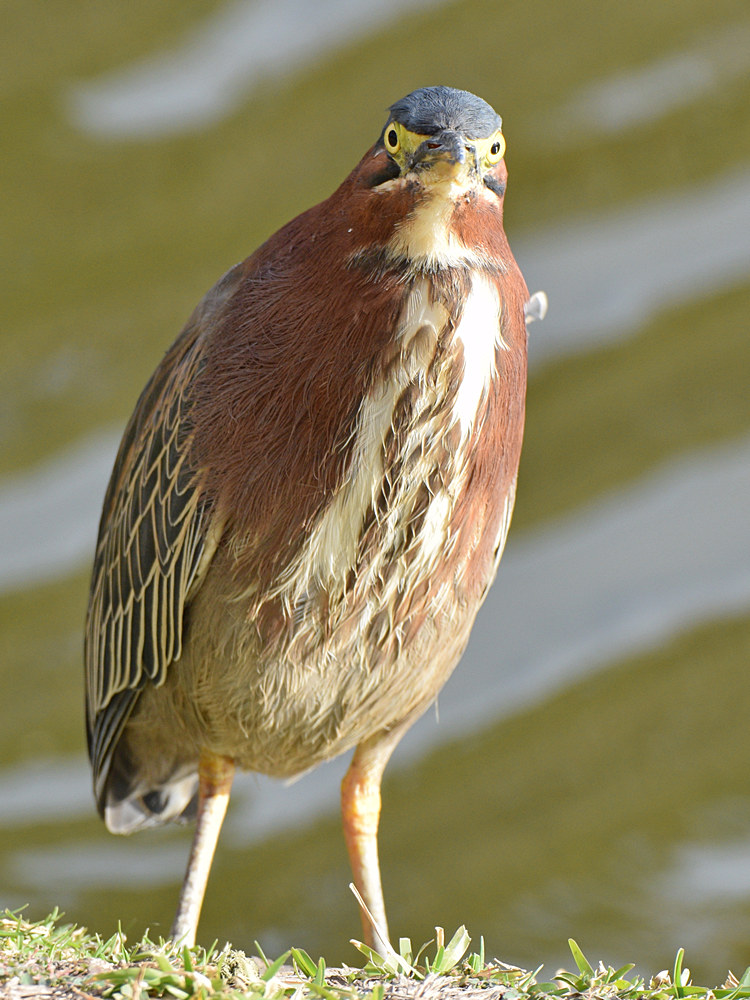 GreenHeron.jpg