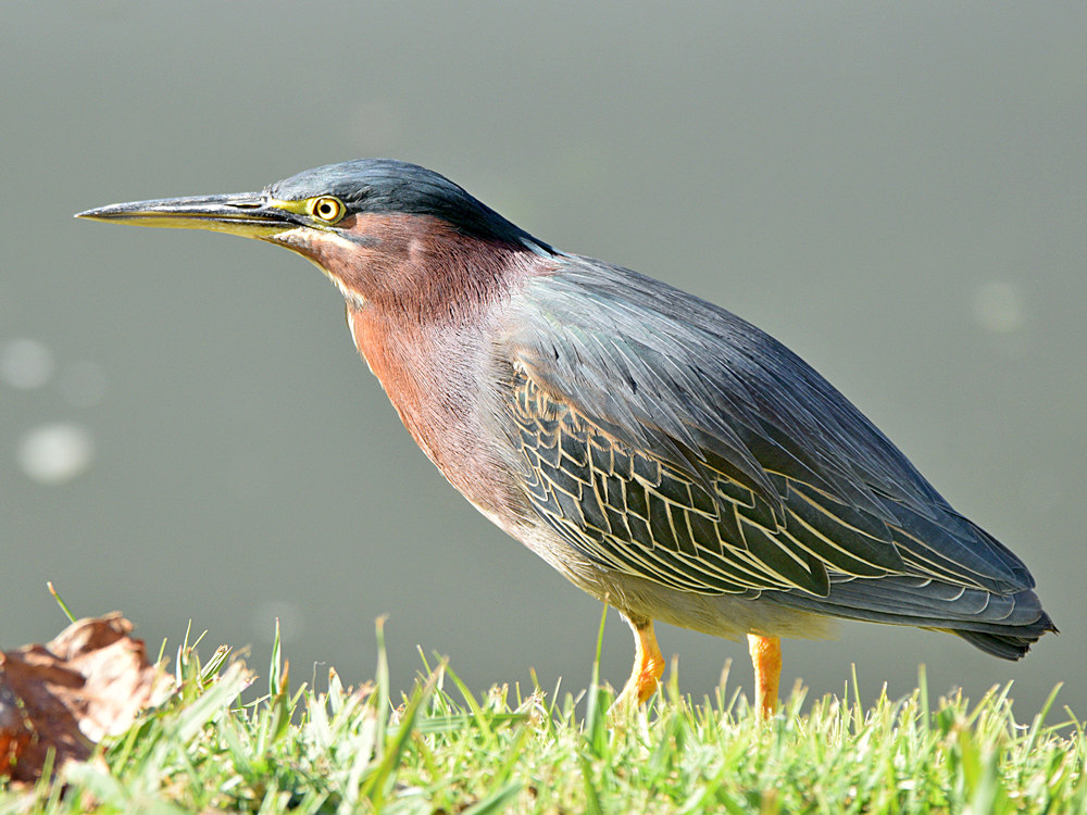 GreenHeron.jpg