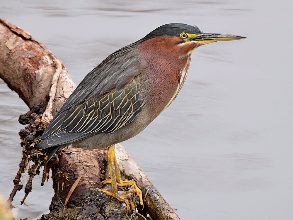 GreenHeron.jpg