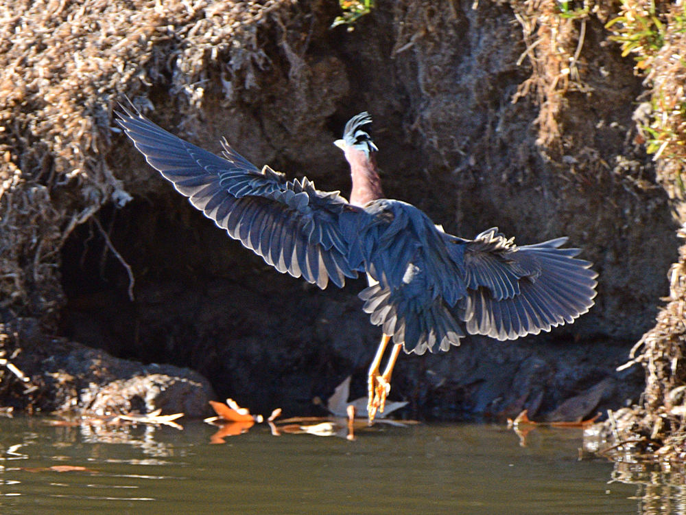 GreenHeron.jpg