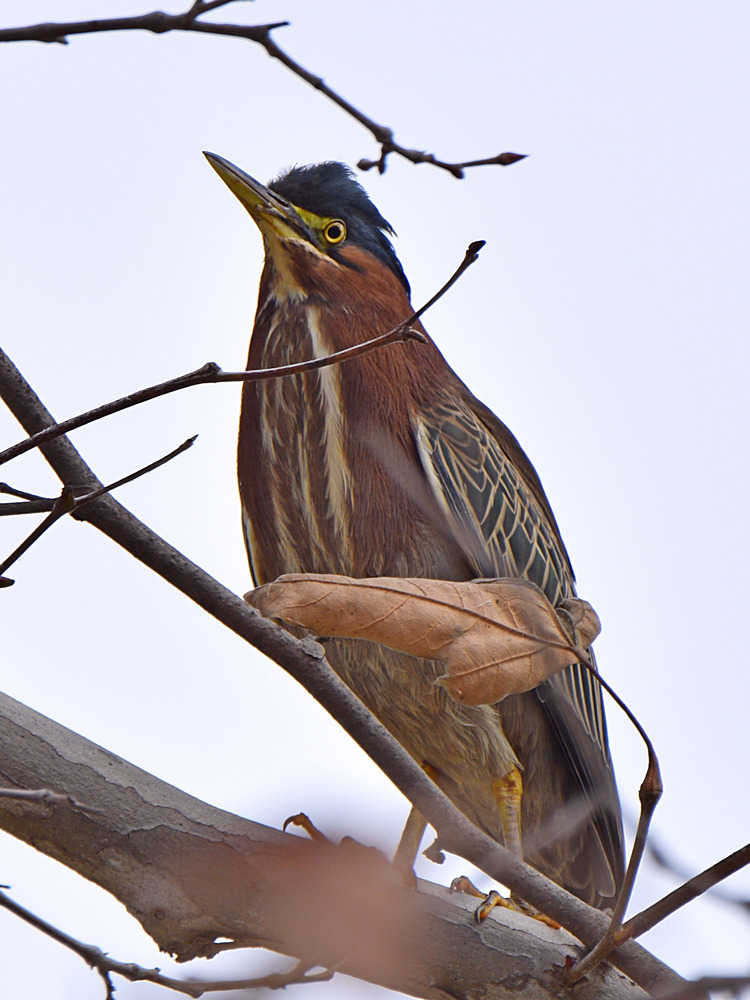 GreenHeron.jpg
