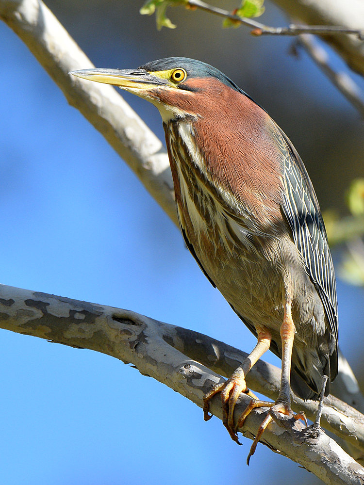 GreenHeron.jpg