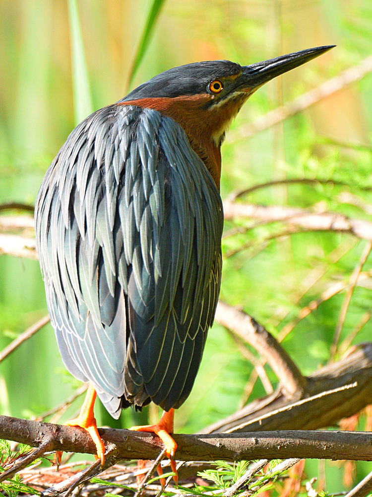 GreenHeron.jpg