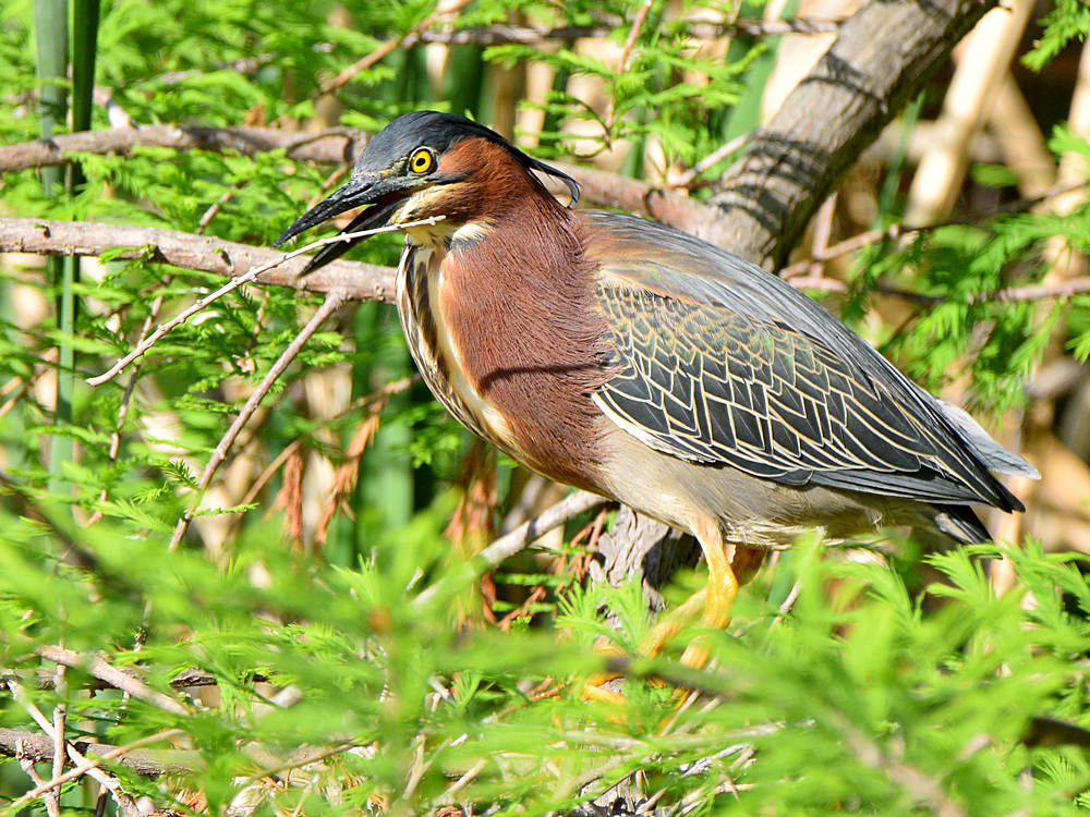 GreenHeron.jpg