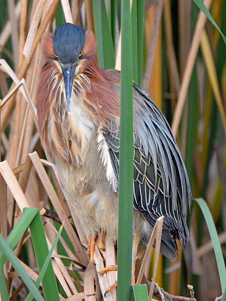 GreenHeron.jpg
