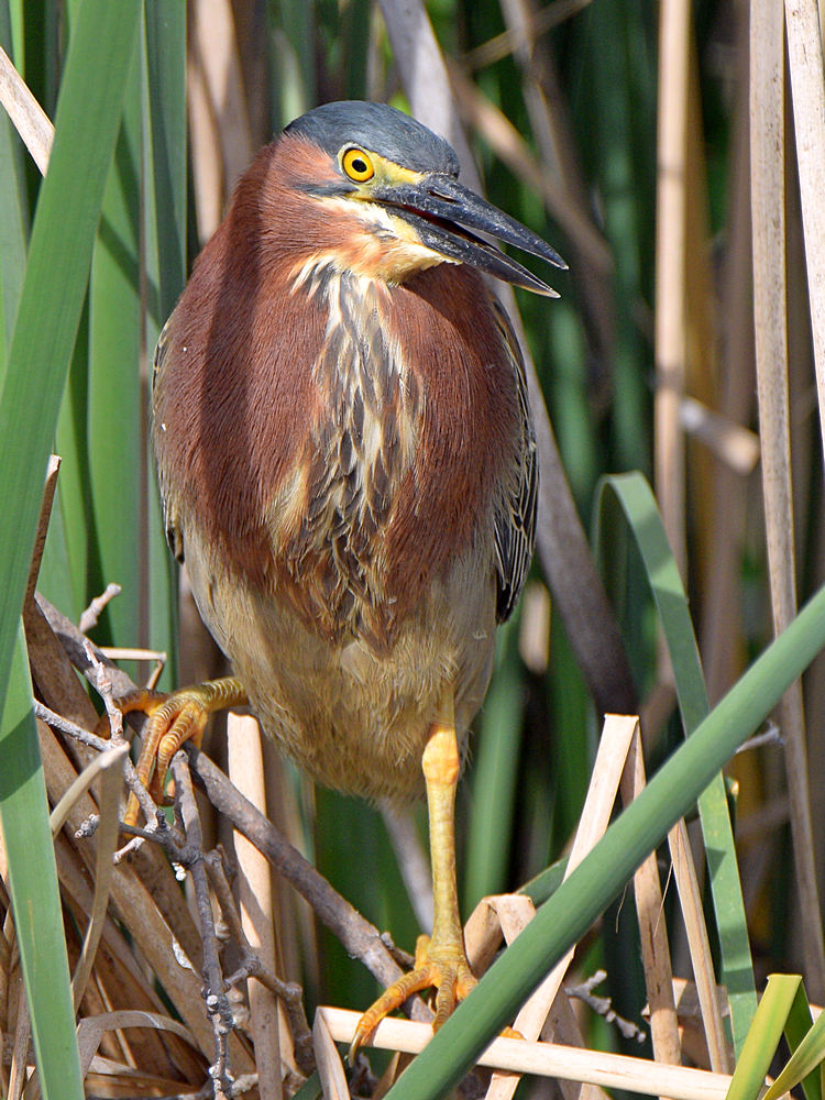 GreenHeron.jpg