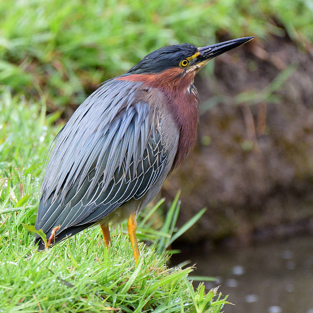 GreenHeron.jpg