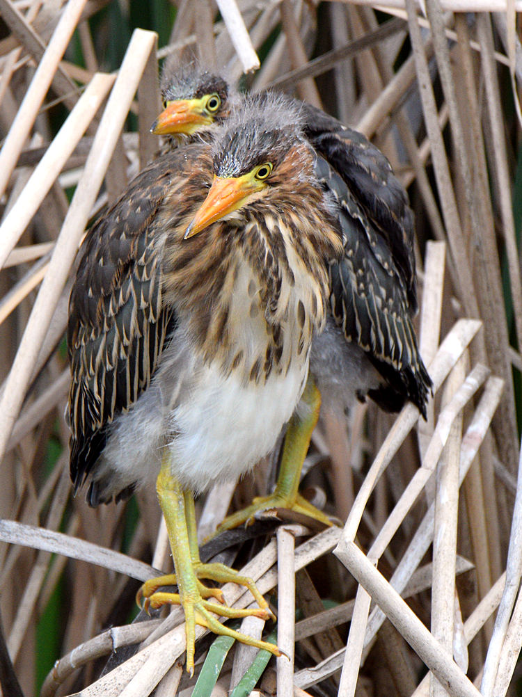 GreenHeron.jpg