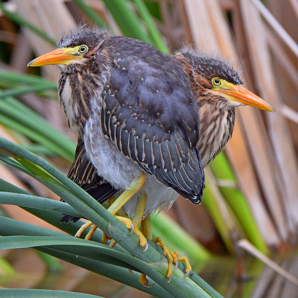 GreenHeron.jpg