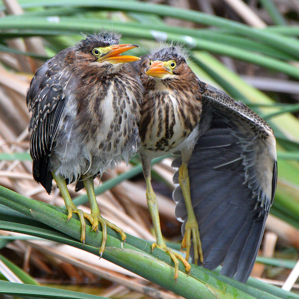 GreenHeron.jpg