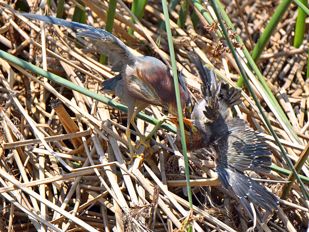 GreenHeron.jpg