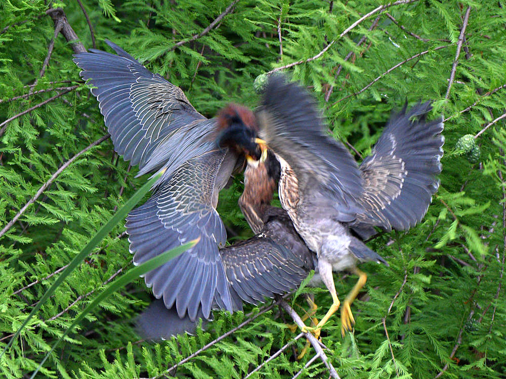GreenHeron.jpg