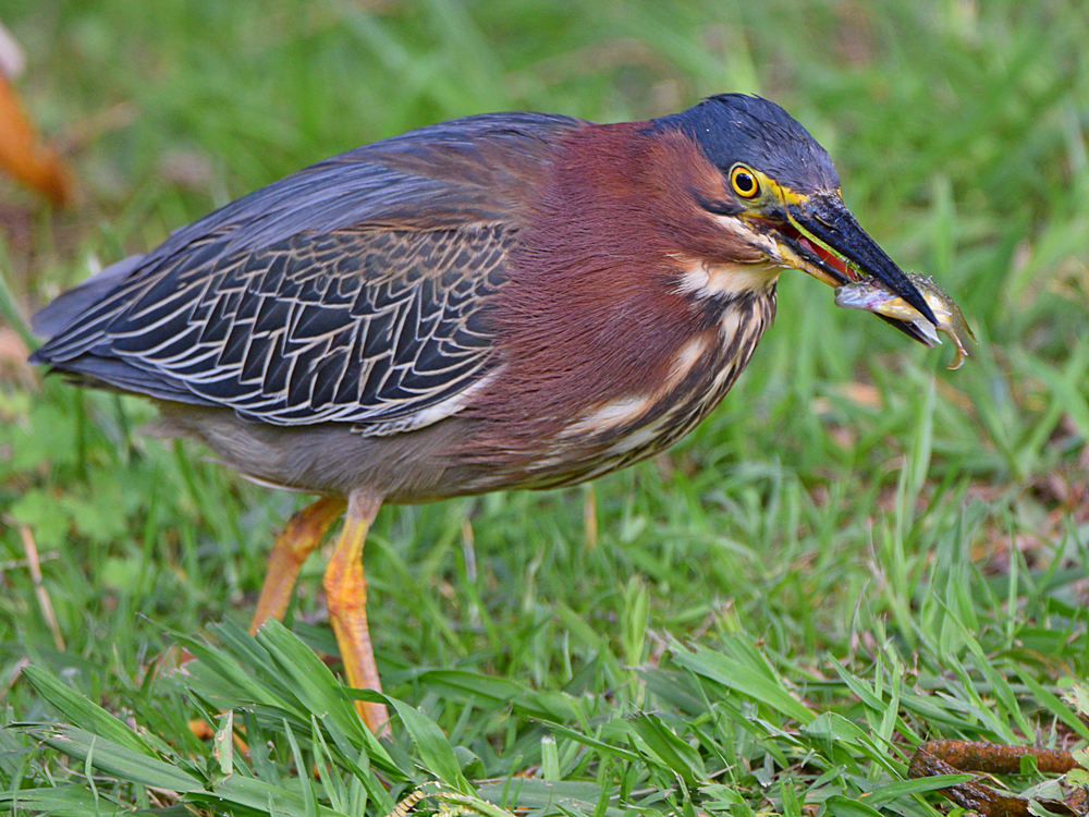 GreenHeron.jpg