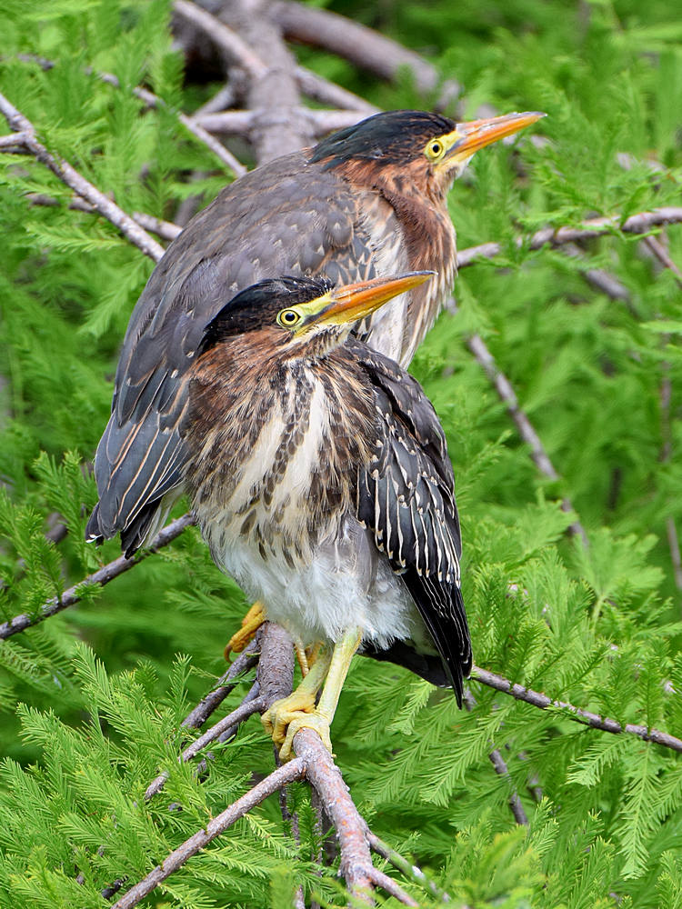 GreenHeron.jpg