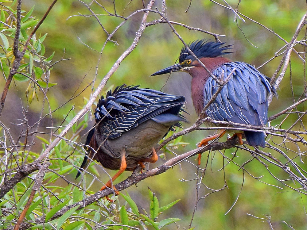 GreenHeron.jpg