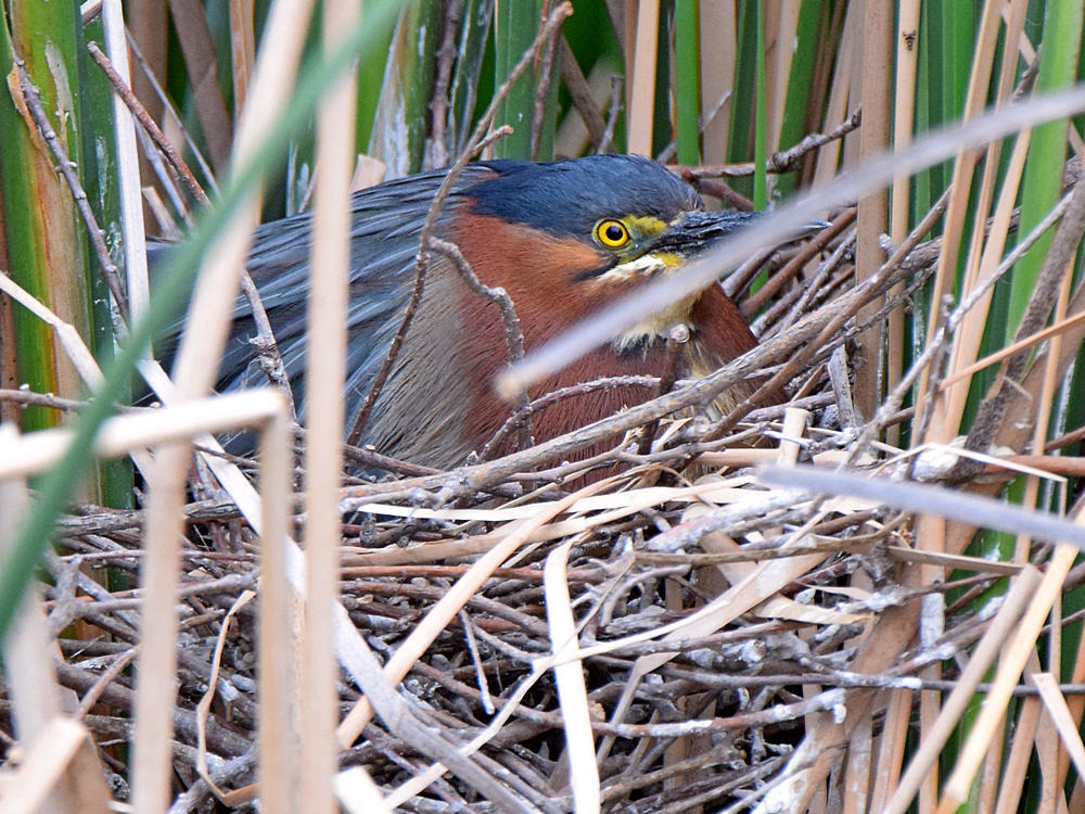 GreenHeron.jpg