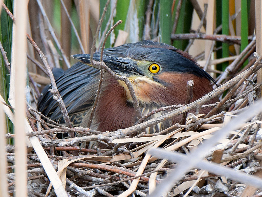 GreenHeron.jpg