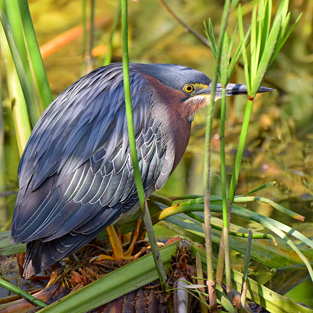 GreenHeron.jpg