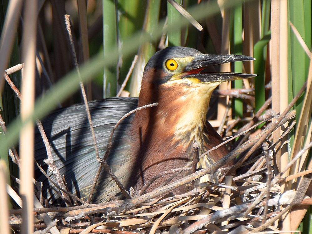 GreenHeron.jpg
