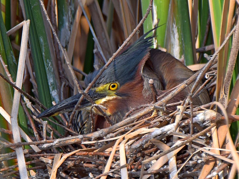 GreenHeron.jpg